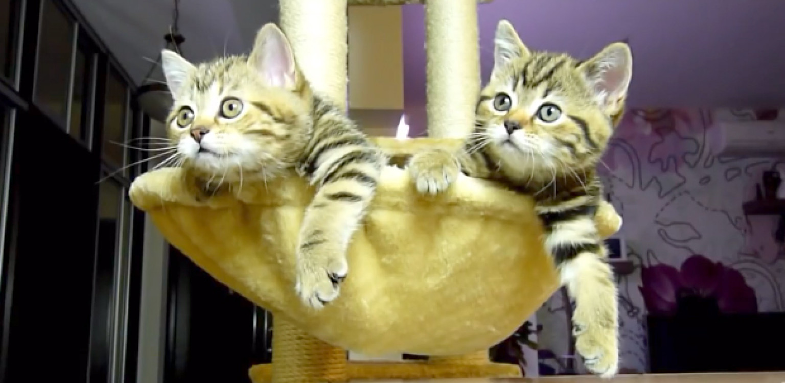 Here Are Really Confused Cats Being Really Adorable (VIDEO) | HuffPost