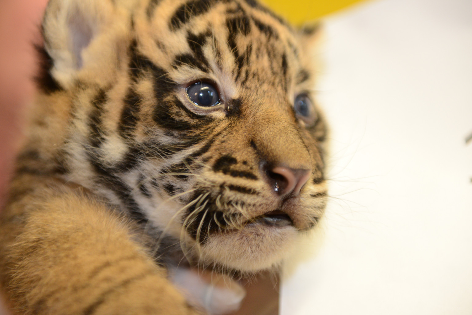 National Zoo's Sumatran Tiger Cubs Pass Checkup With 'Roaring Colors ...