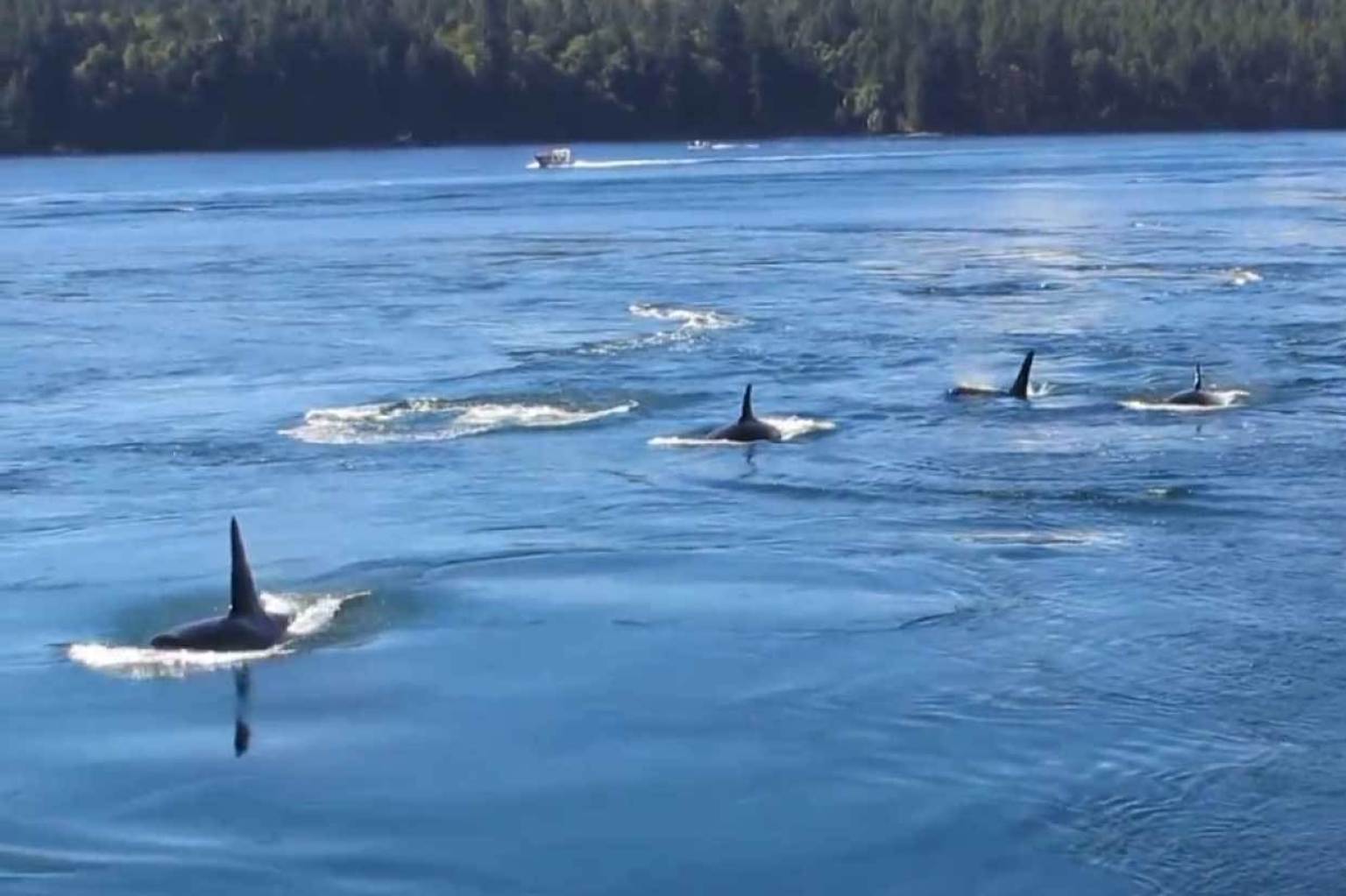 Whale Pod Makes A Splash In B.C. Video Close-Up