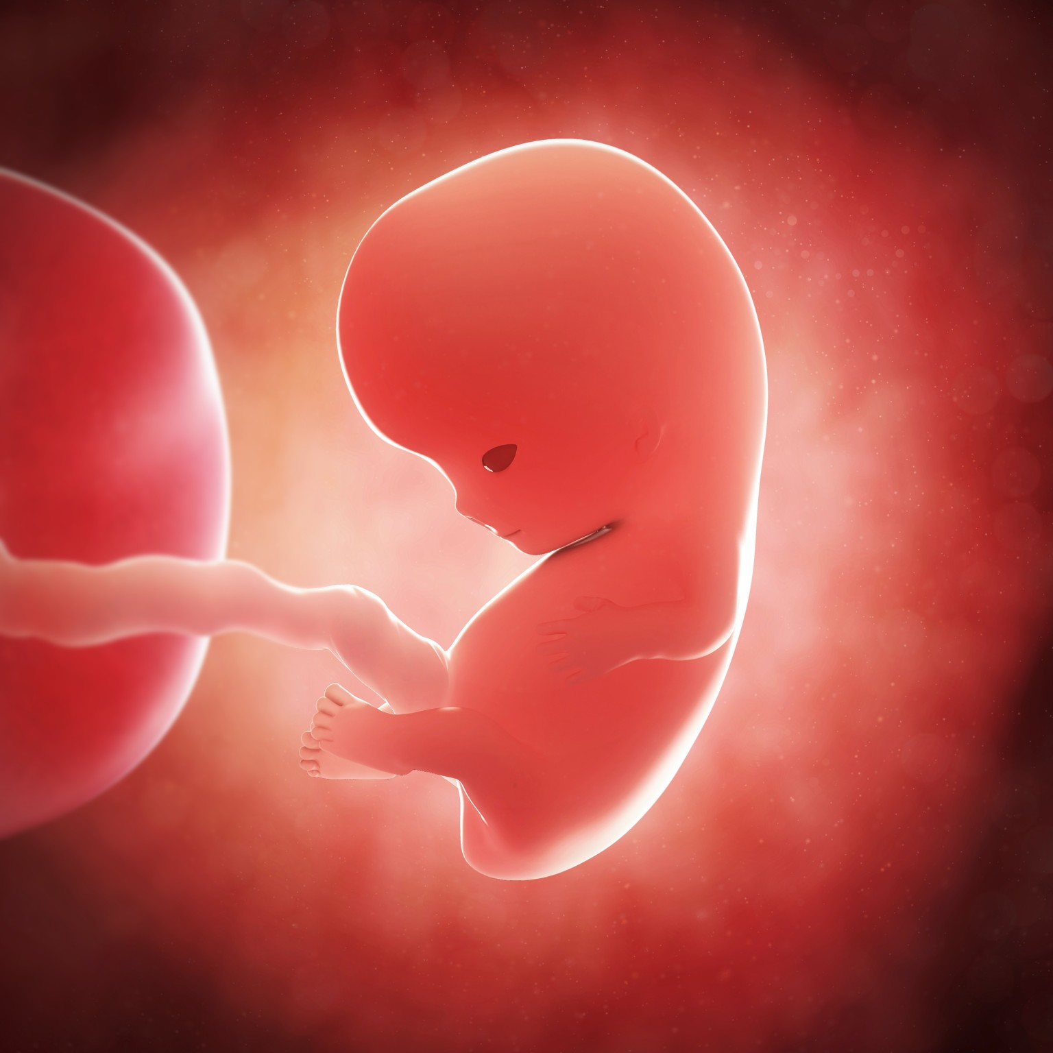 8 недель как выглядит плод. Эмбрион в виде сердечка. Плод в форме сердечка.