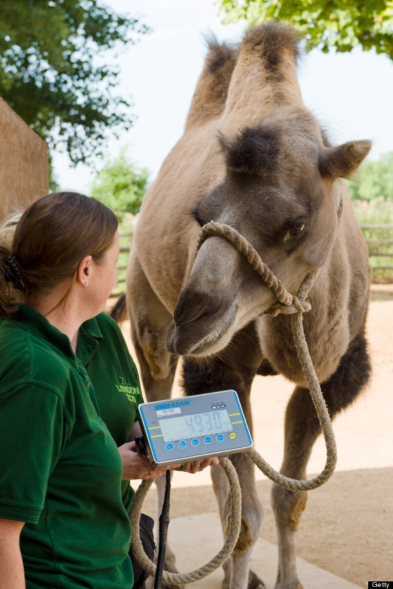 britainanimalszoo