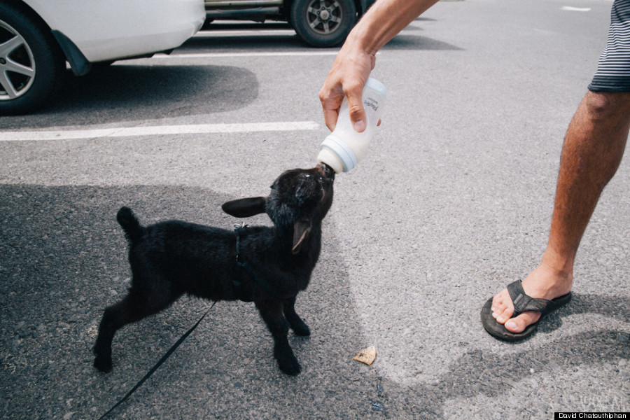 billy goat bottle