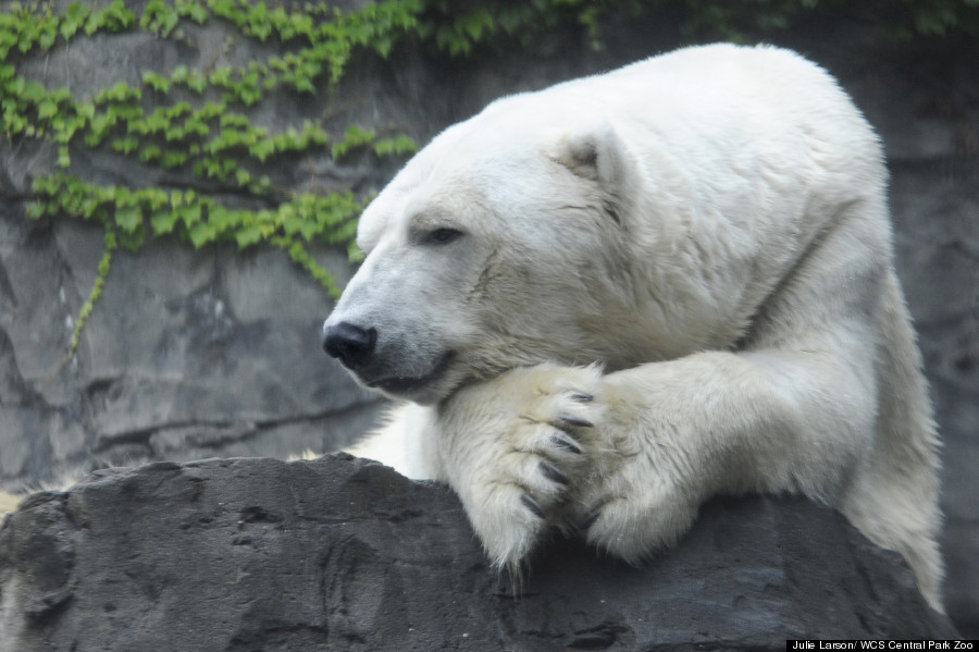 gus polar bear