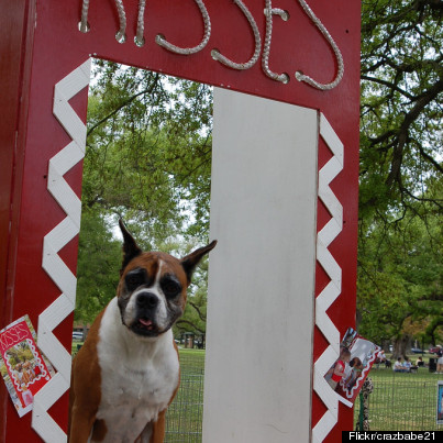 dog kissing booth