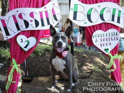 Dogs In Kissing Booths Will Make Your Day (PHOTOS) | HuffPost