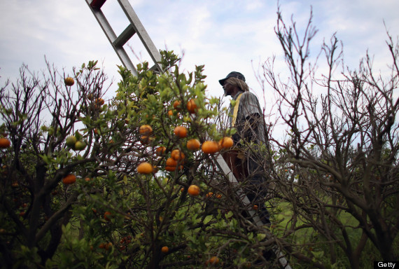 florida citrus