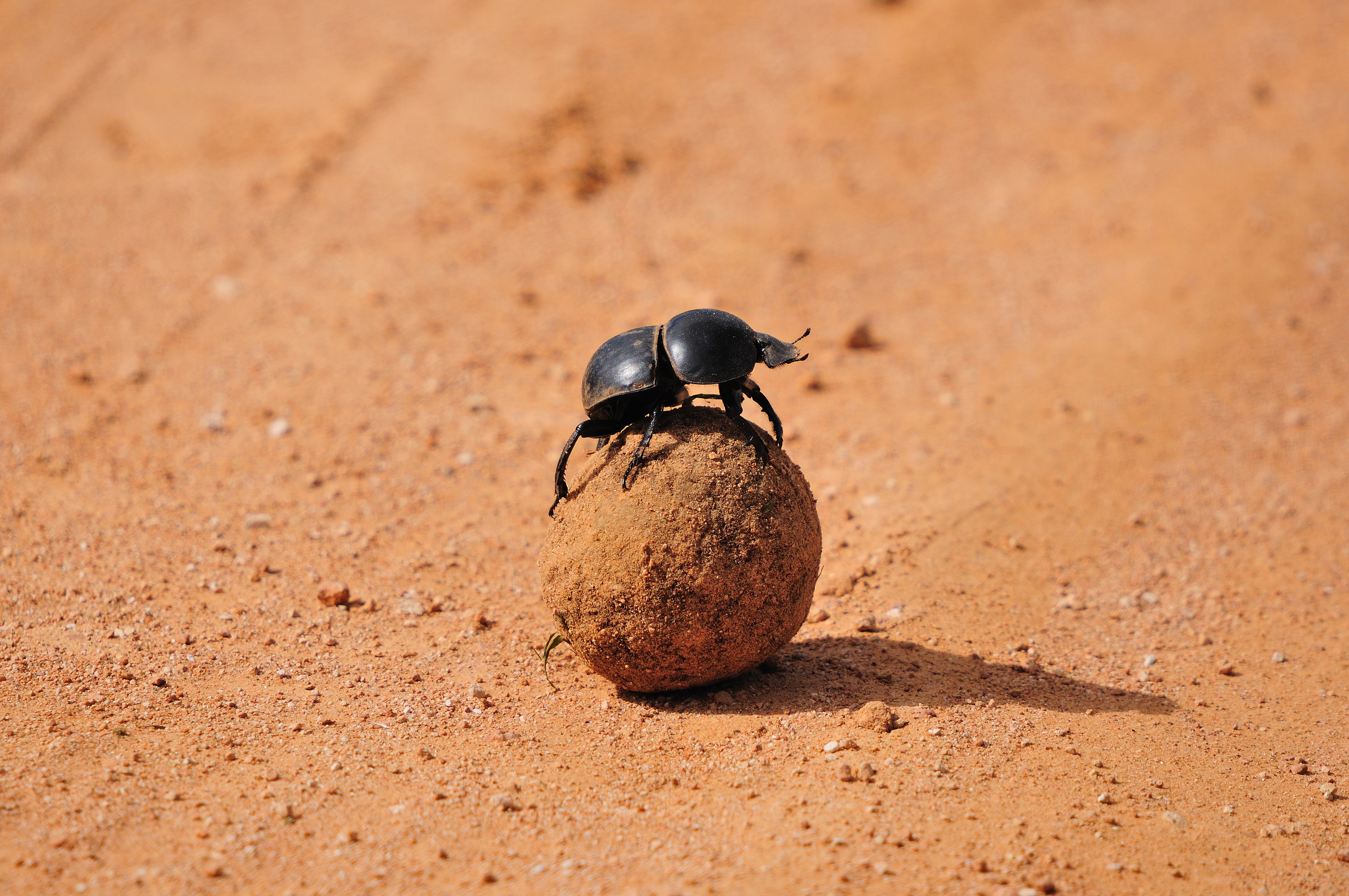 dung beetle