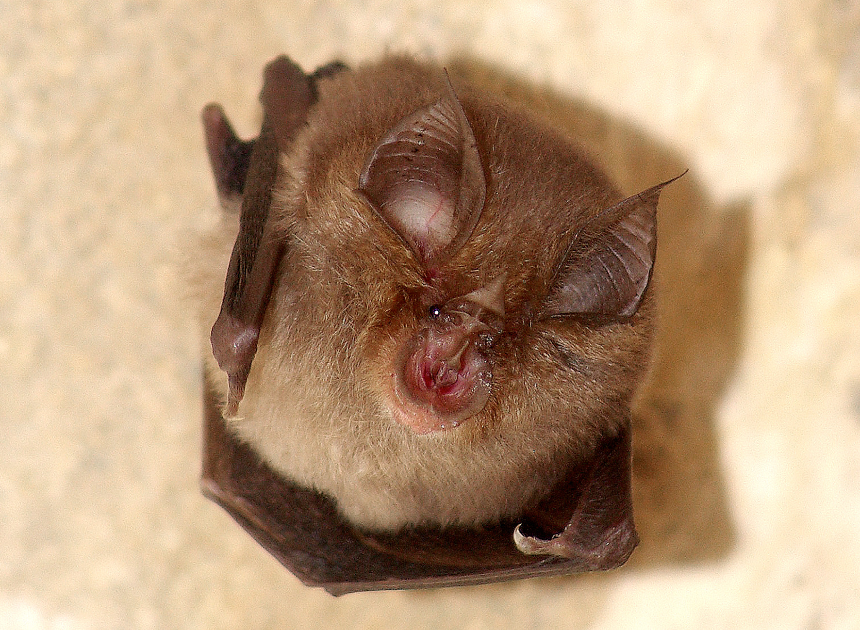 bat