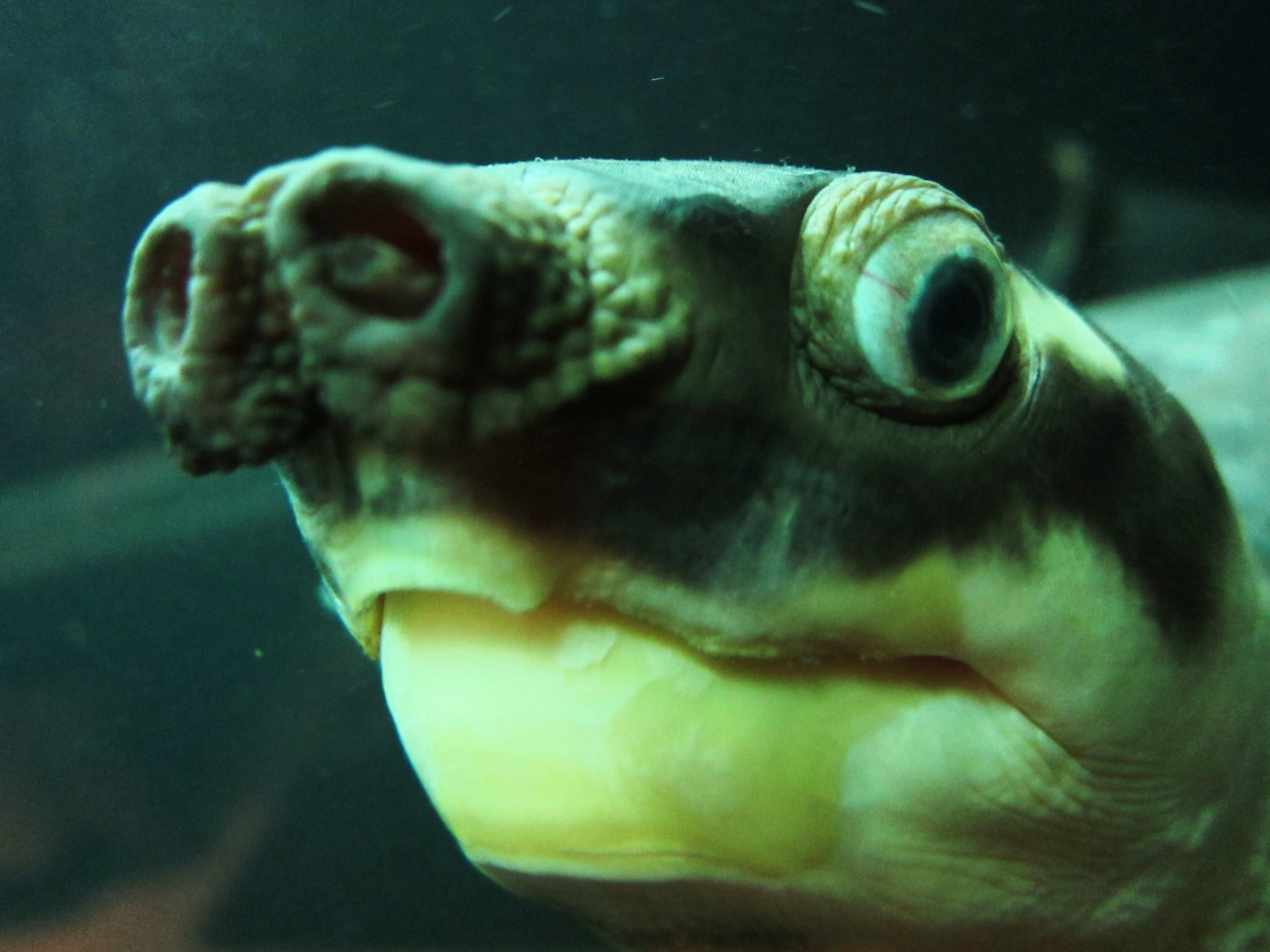 Blobfish declared world's ugliest animal