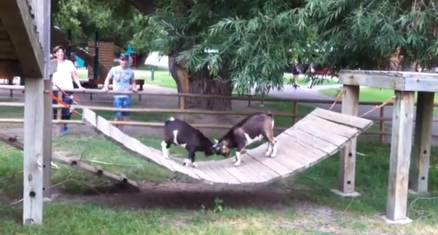 Baby Goats Fight It Out On A Bridge (VIDEO) | HuffPost UK