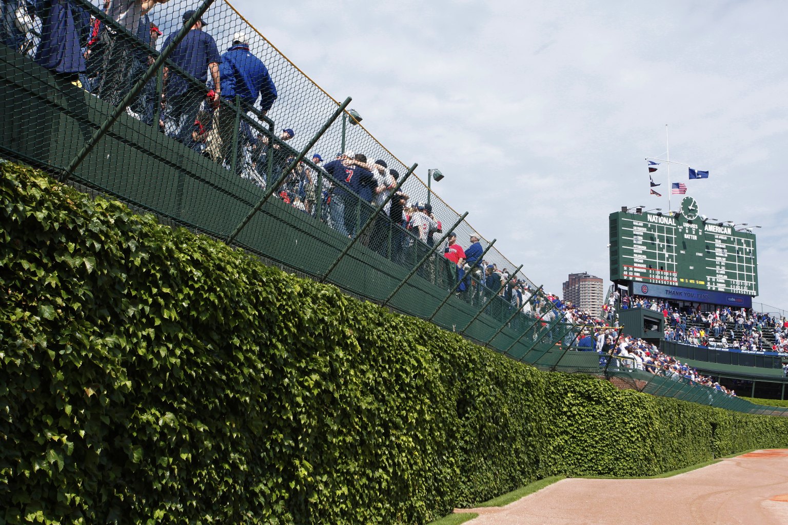 Left field ivy at Wrigley | Wrigley field ivy, Wrigley field, Wrigley