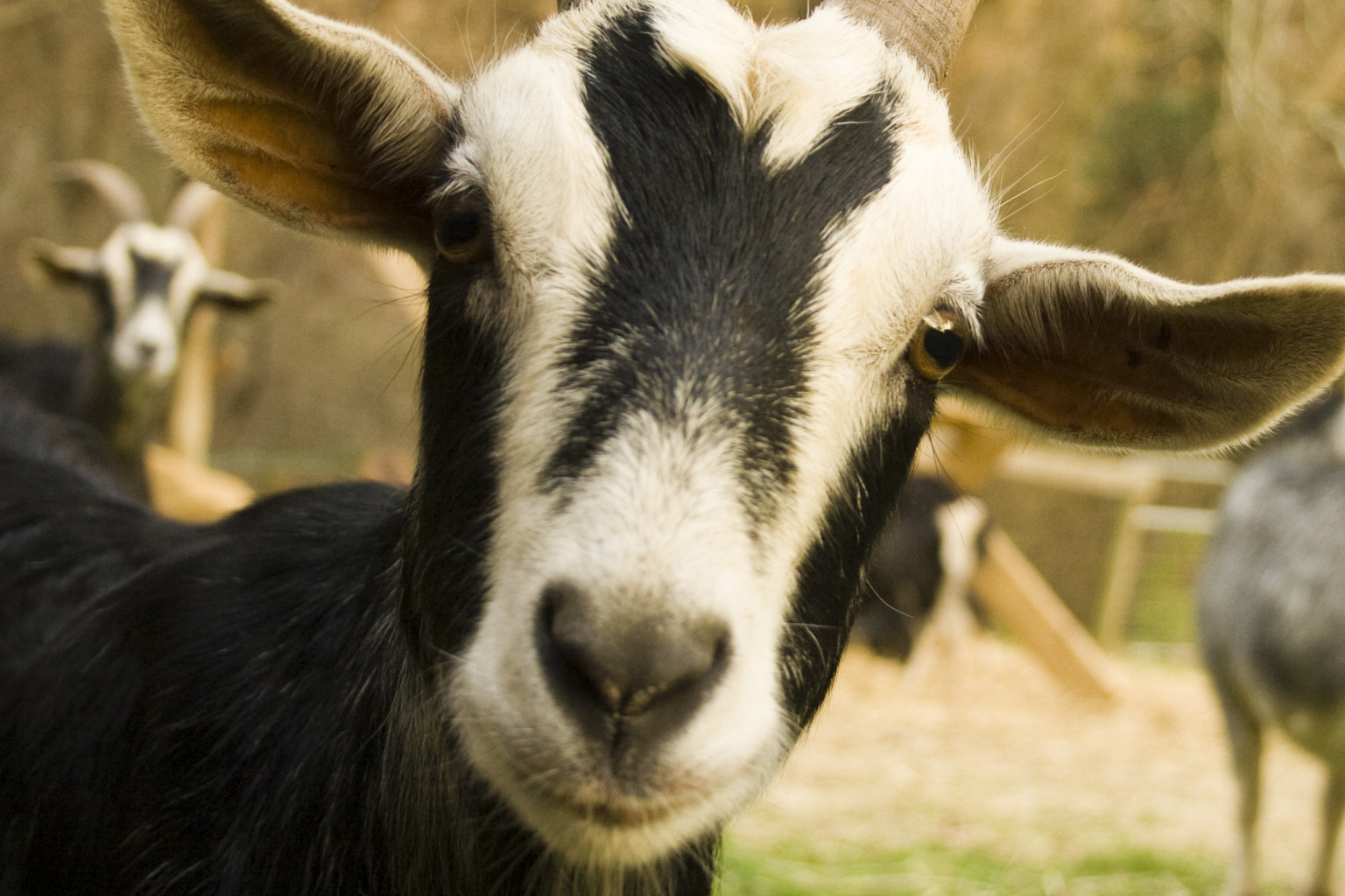 Goat Captured In Forest Lawn After Running Loose (VIDEO)