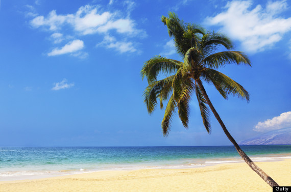 hawaii palm trees