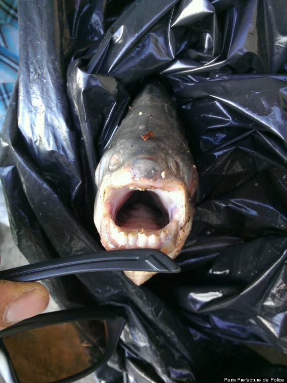 Pacu, Testicle-Biting Fish, Caught Near Paris In The Seine