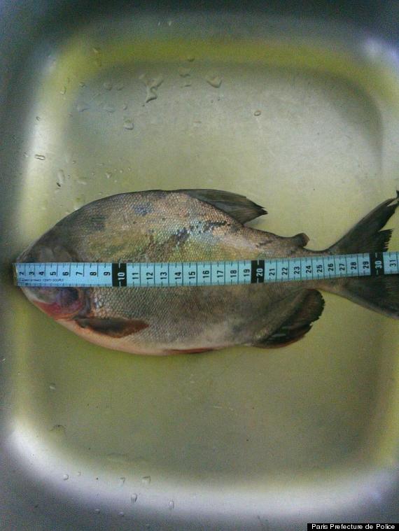 pacu