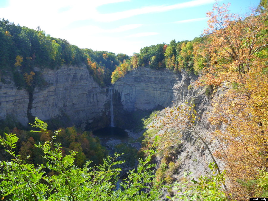 fall foliage