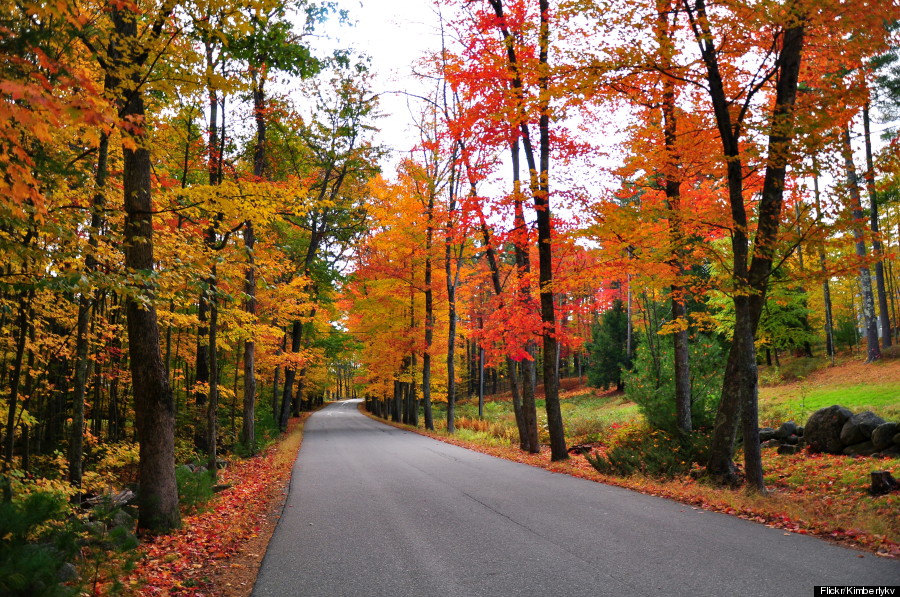 fall foliage