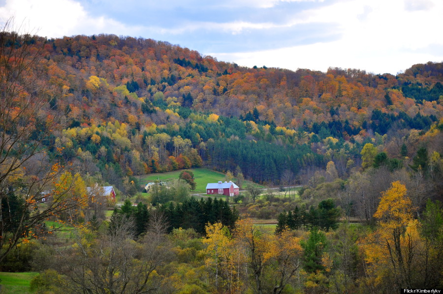 fall foliage