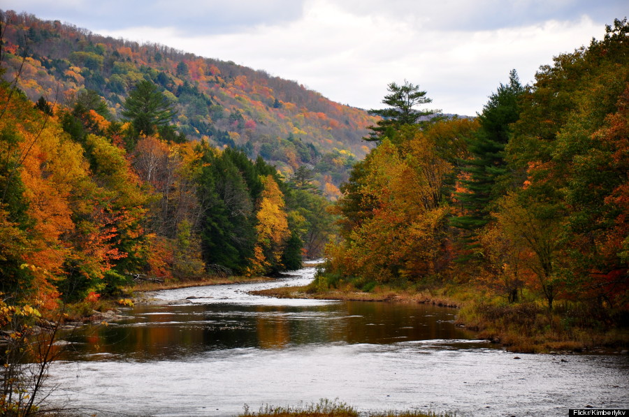 fall foliage