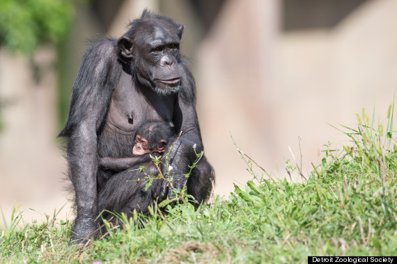 baby chimp