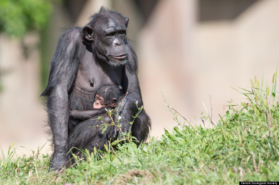 baby chimp