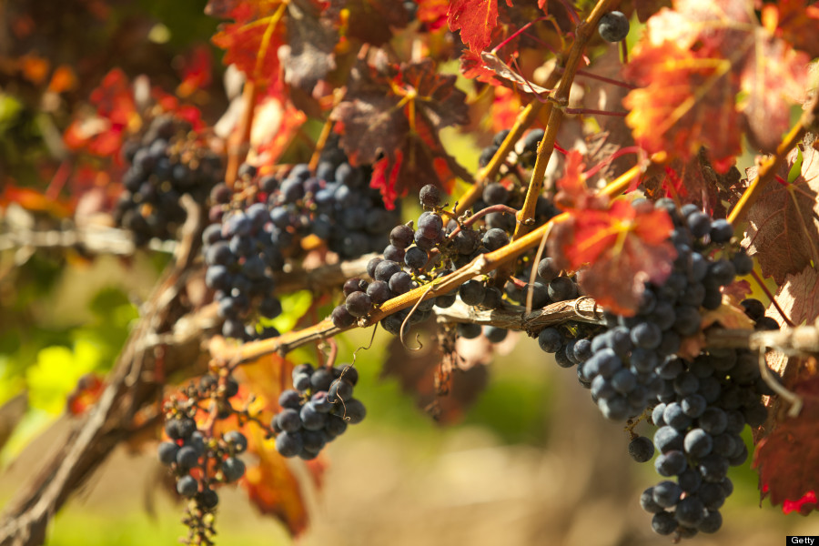 napa valley autumn