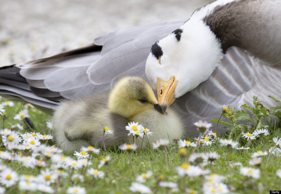 These Incredible Photos  Prove That True Love  Does Exist 