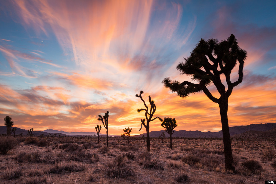 joshua tree