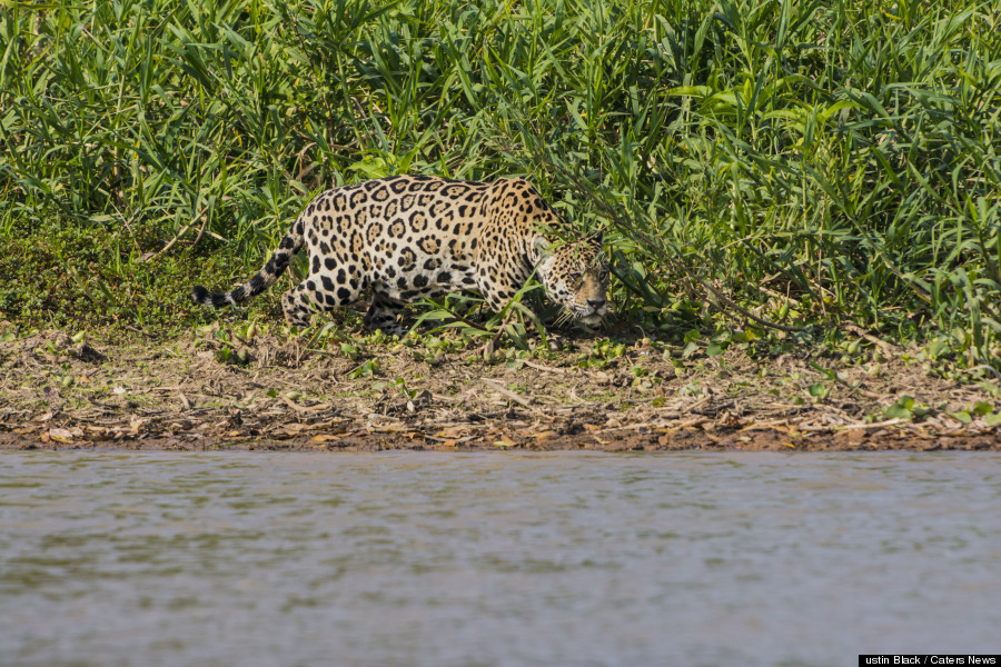 jaguar cayman