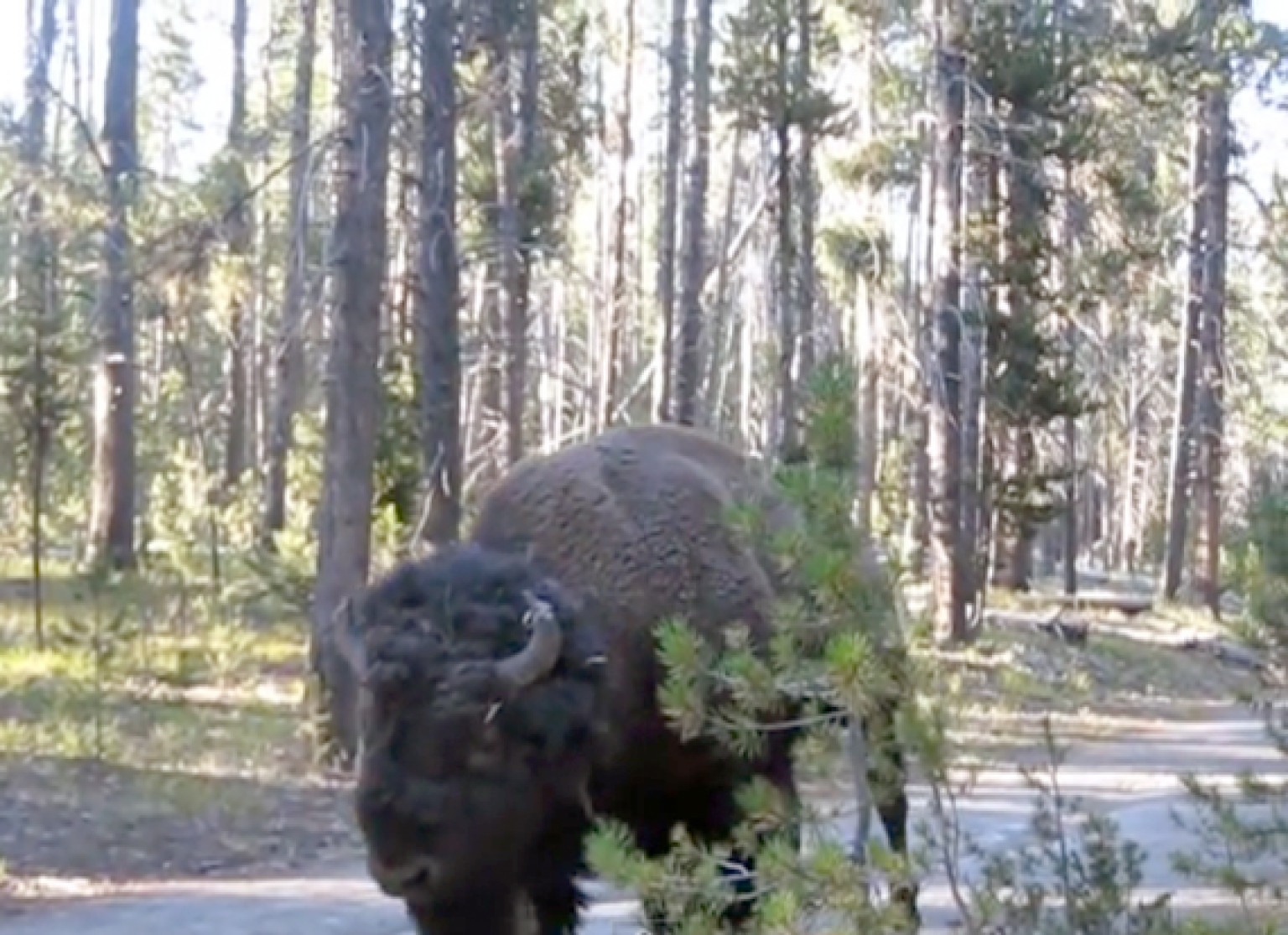 Bison Encounter In Yellowstone Calls For Quiet (VIDEO) | HuffPost