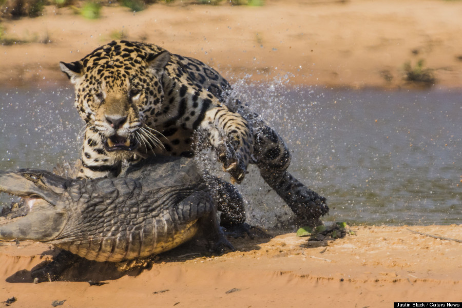 jaguar cayman