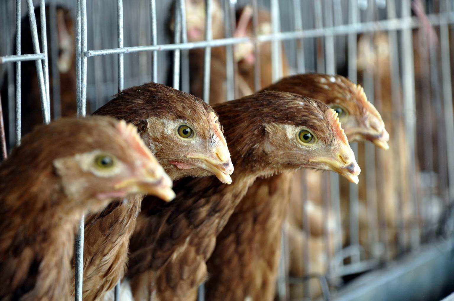 For the USDA, Chicken Is Just Politics | HuffPost