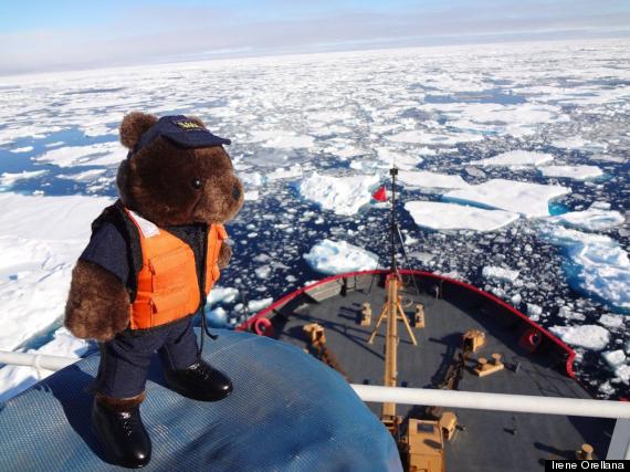 arctic teddy bear