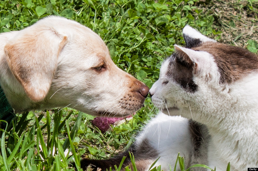 cat kiss