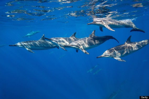 hawaii dolphins