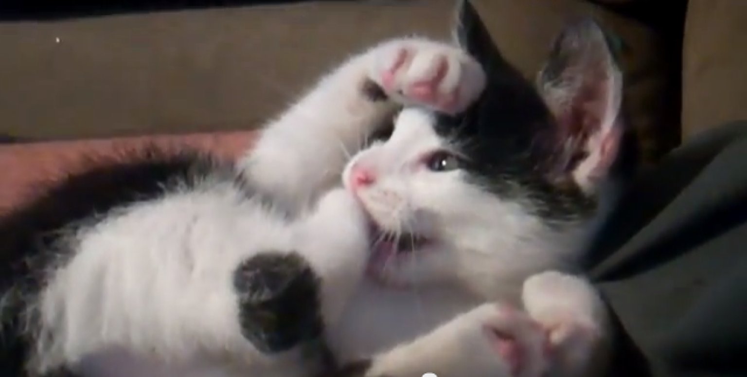 Kitten Kicks Himself In The Face Because There's No Manual For Life, Ok ...