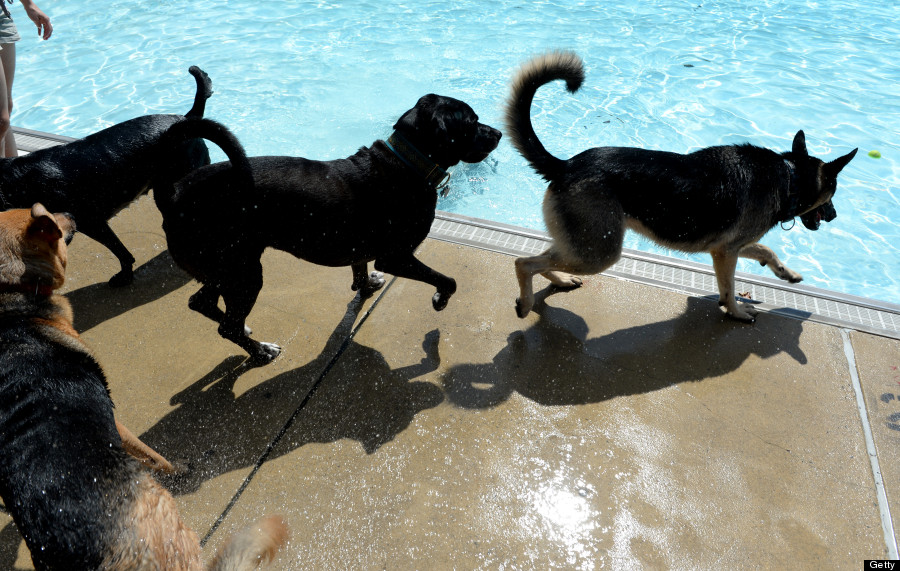 doggie day swim