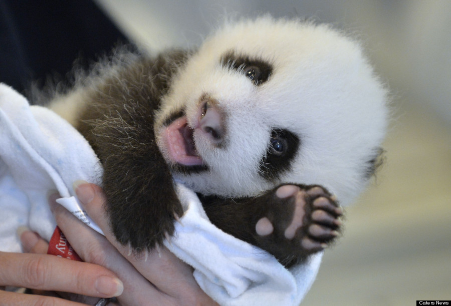 panda cub