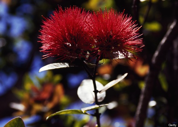 ohia tree