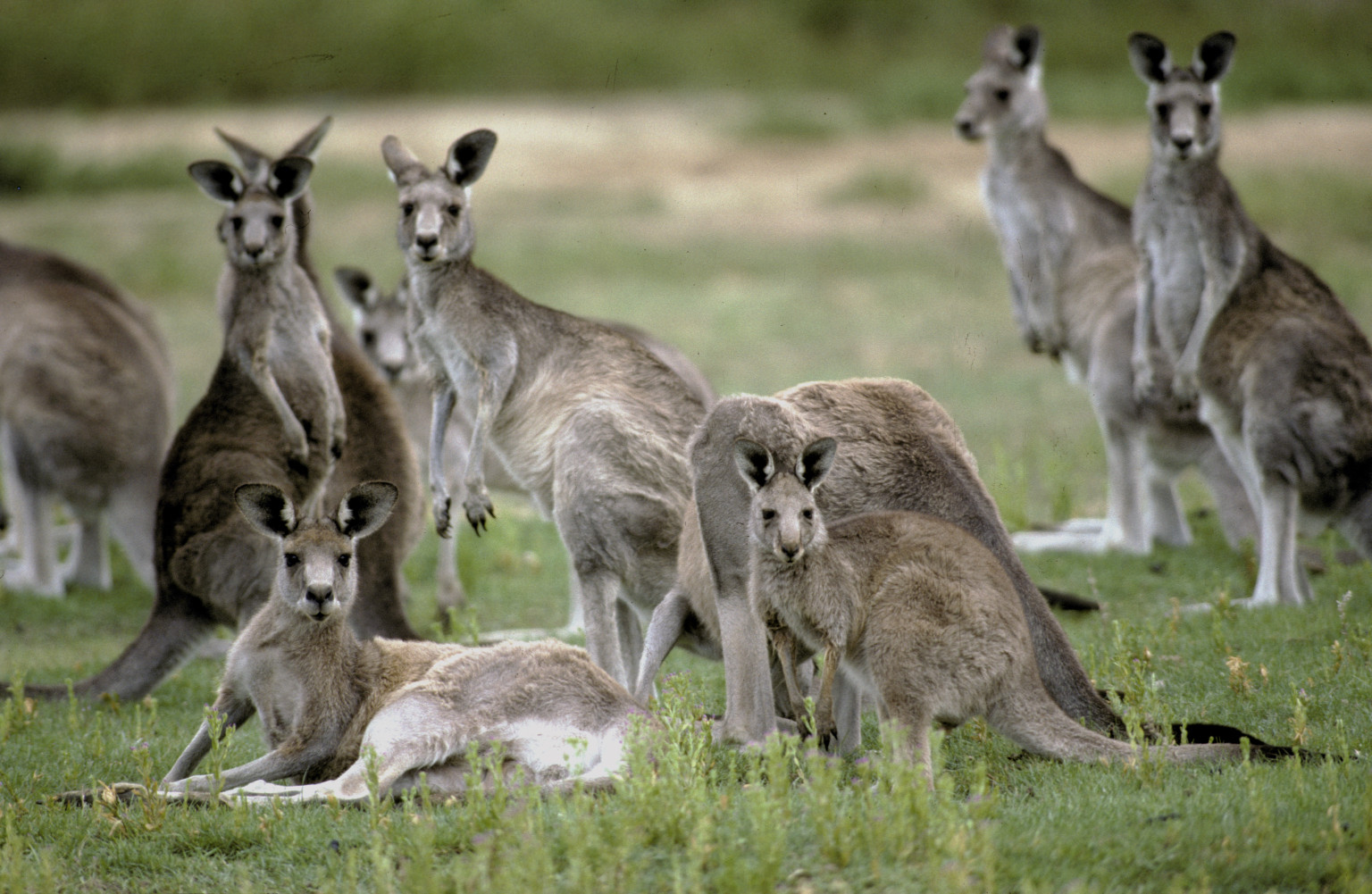 Фото представлены на данном. Mob of Kangaroos. Какие животные объединяются в стада. Один из самых эффективных способов передвижения имеют кенгуру. Called Mobs перевод на русский Groups of Kangaroos.