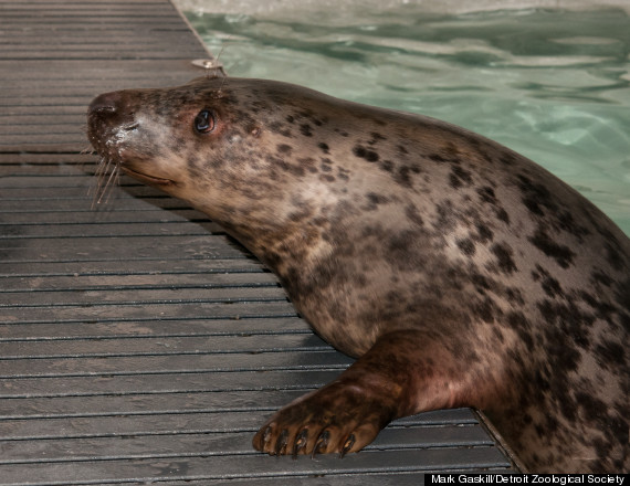 grey seal