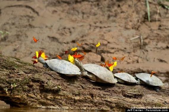 butterflies turtles