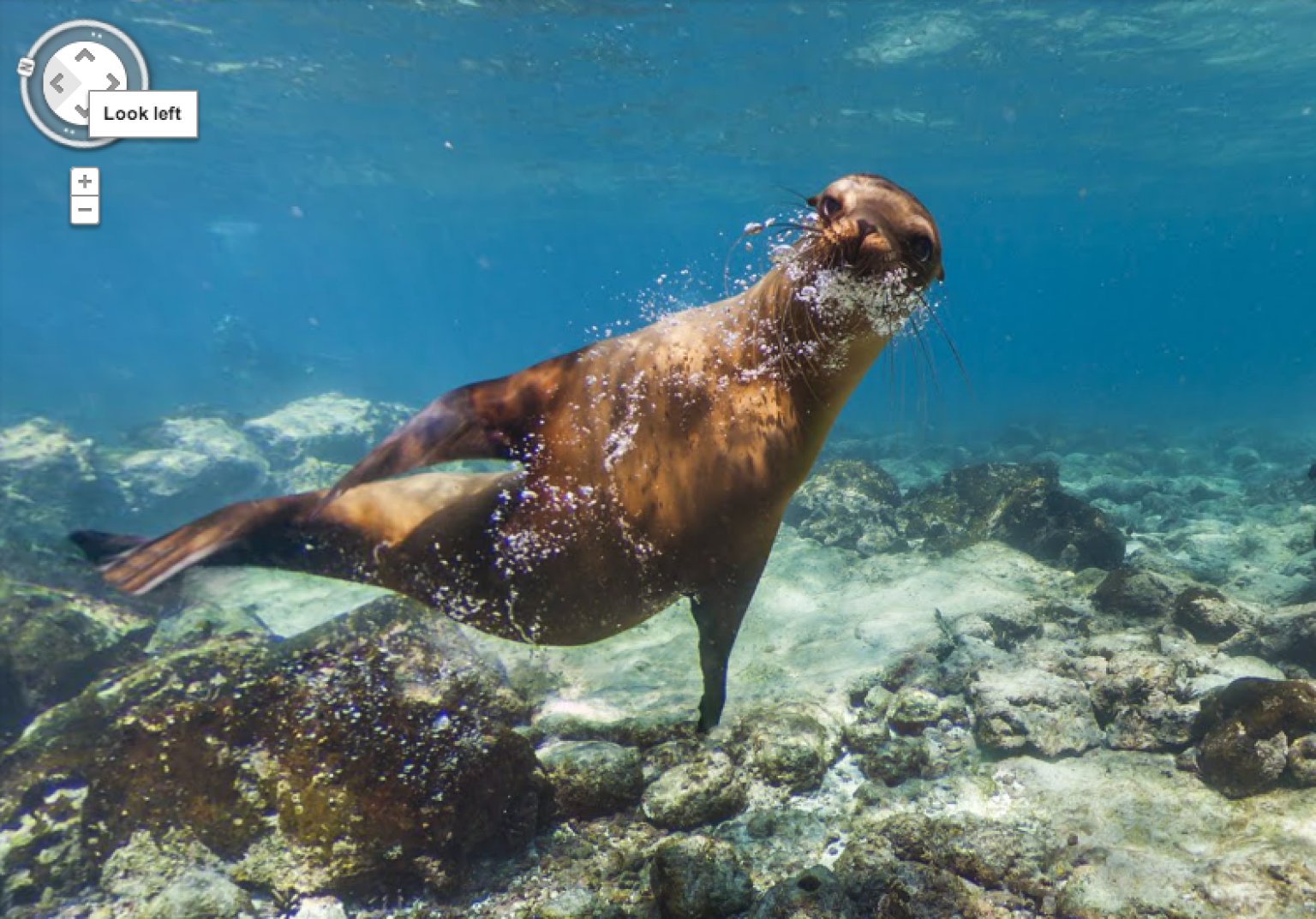 Sea Lion Photobombs Google Street View's Underwater Camera (PICTURES ...