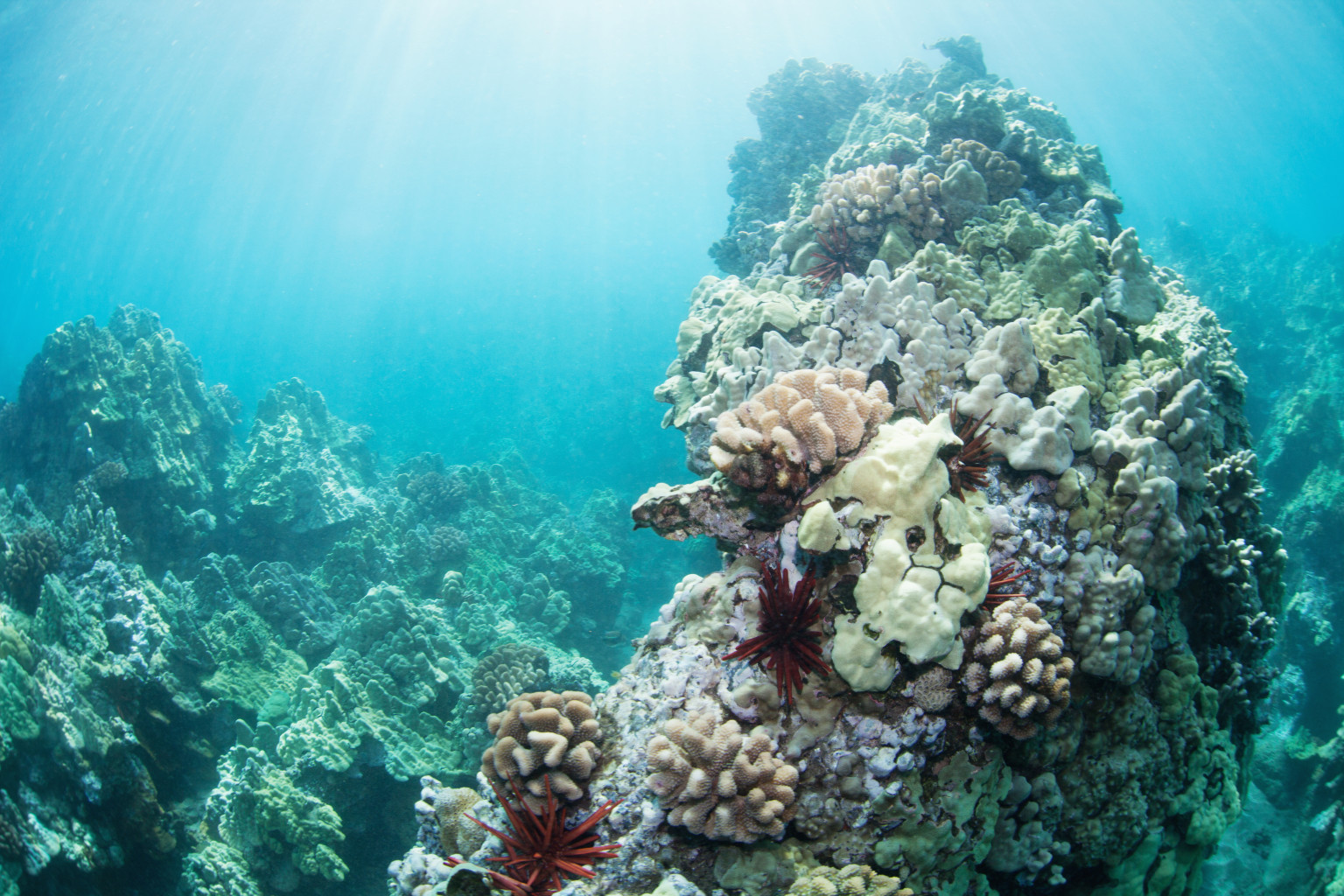 Molasses Spill Causing Coral Reef Death | HuffPost