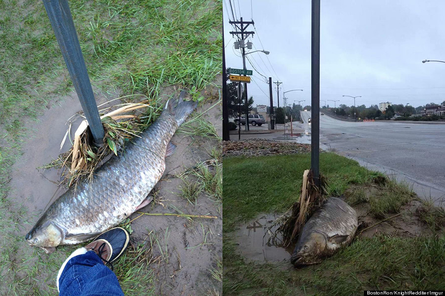 giant carp photos