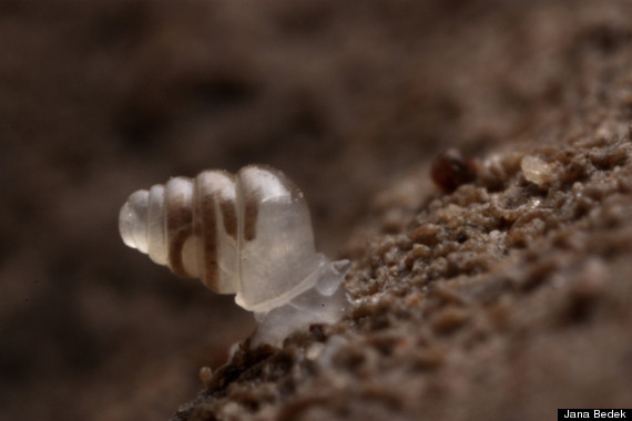 transparent snail