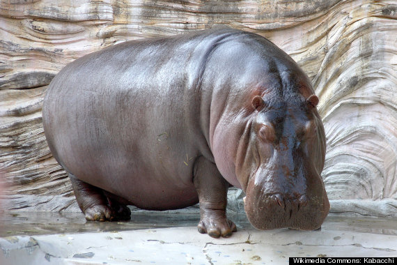 hippo