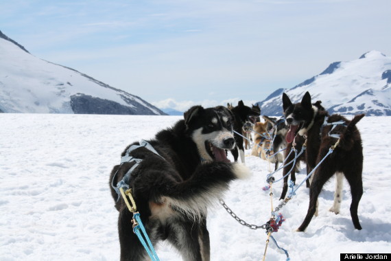 dogsledding on glacier