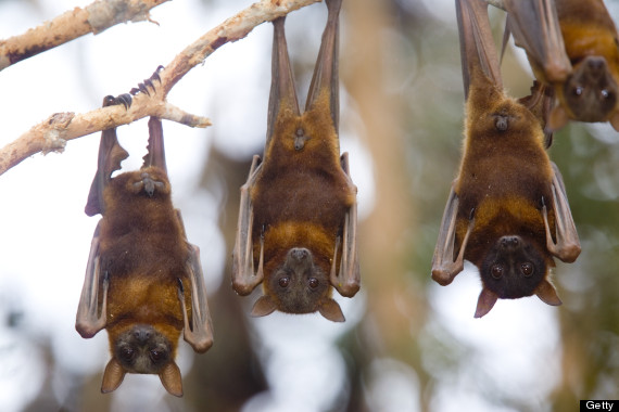 bats upside down