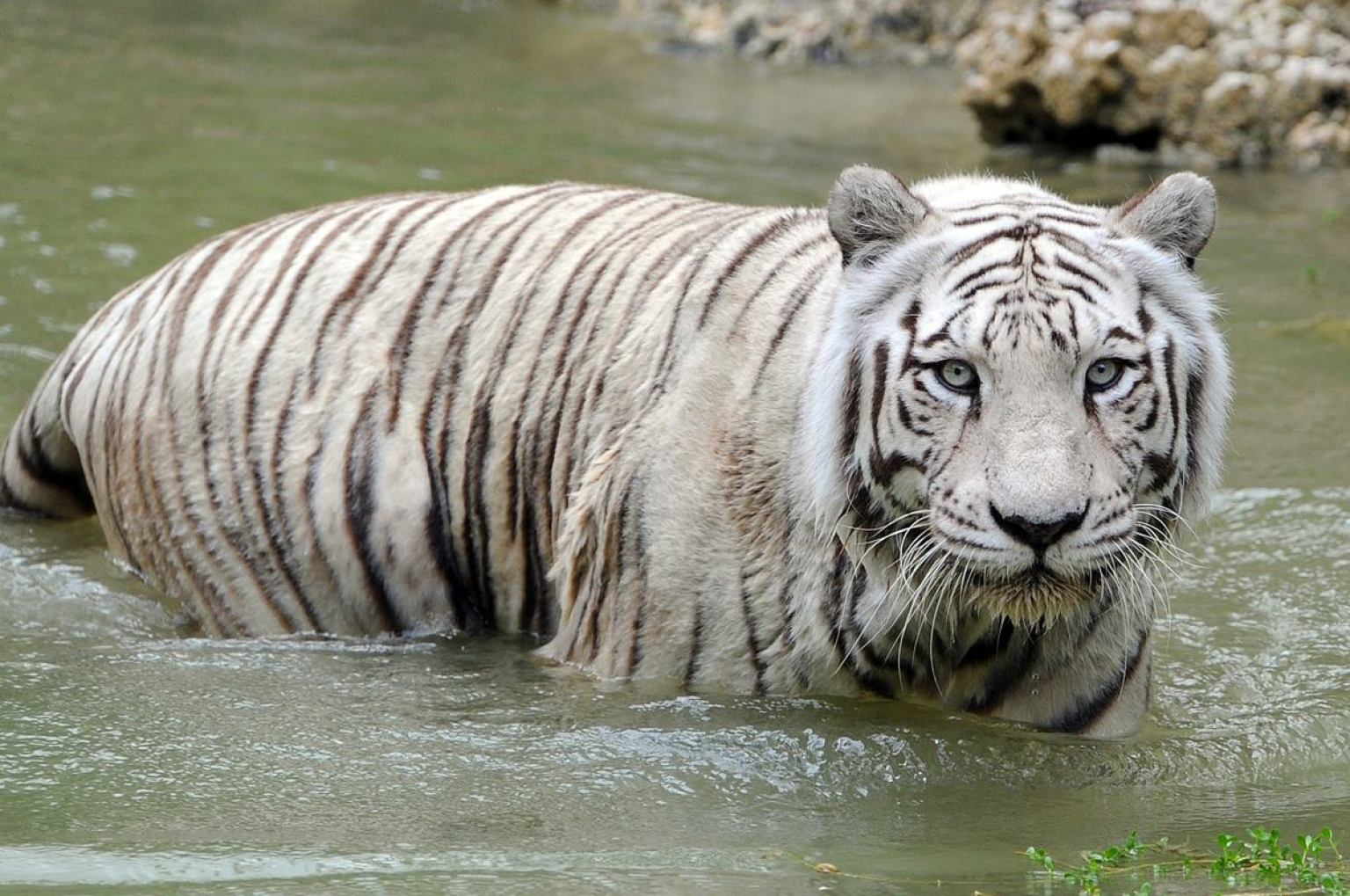 Carlita Dead: White Bengal Tiger Dies At Zoo Miami (PHOTOS) | HuffPost